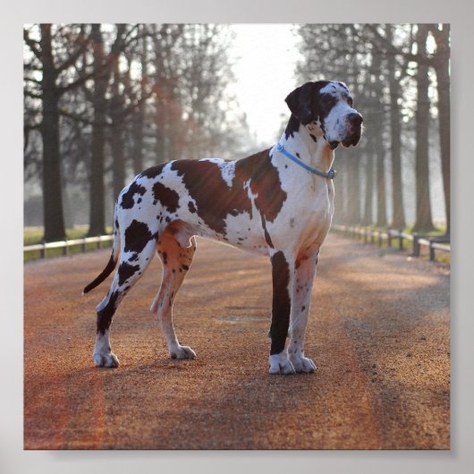 グレート・ダン ポスター (正面)