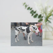 グレート・ダン ポストカード (スタンド正面)