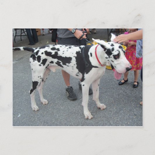 グレート・ダン ポストカード (正面)