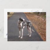 グレート・ダン・マーリー ポストカード (正面/裏面)