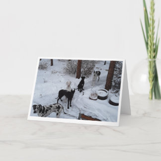 グレート·デーン·クリスマス·カード カード