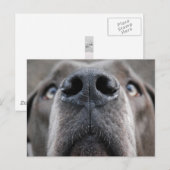 グレート・デーン ポストカード (正面/裏面)