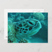 グレート・バリア・リーフのカメ ポストカード (正面/裏面)