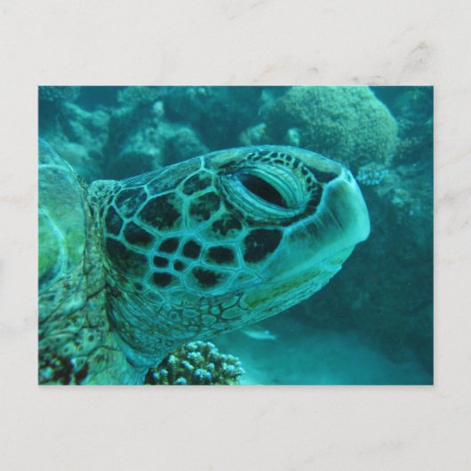 グレート・バリア・リーフのカメ ポストカード (正面)