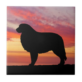 グレート・ピレニーズの柿の日没のシルエット タイル