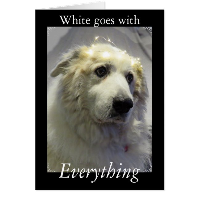 グレート・ピレニーズの穏やかな巨人 (正面)