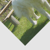 グレート・ピレニーズ十分に2 薄葉紙 (詳細)