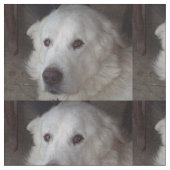 グレート・ピレニーズ美しい犬 ファブリック (クローズアップ)