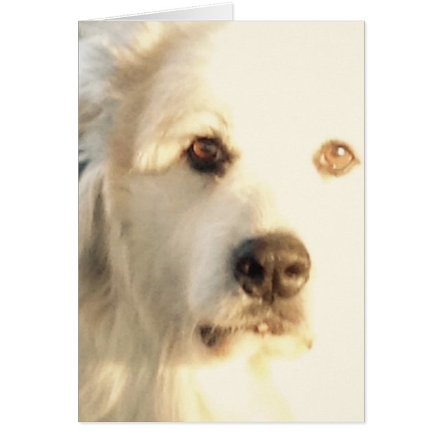 グレート・ピレニーズ (正面)