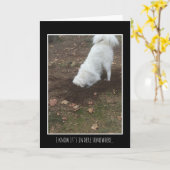 グレート・ピレニーズ カード (黄色い花)