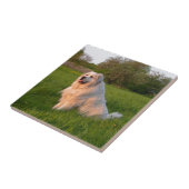 グレート・ピレニーズ タイル (側面)