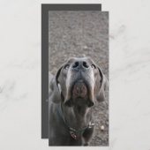 グレートDane鼻メンウカード メニュー (正面/裏面)