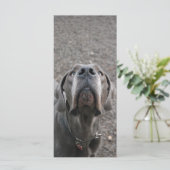 グレートDane鼻メンウカード メニュー (スタンド正面)