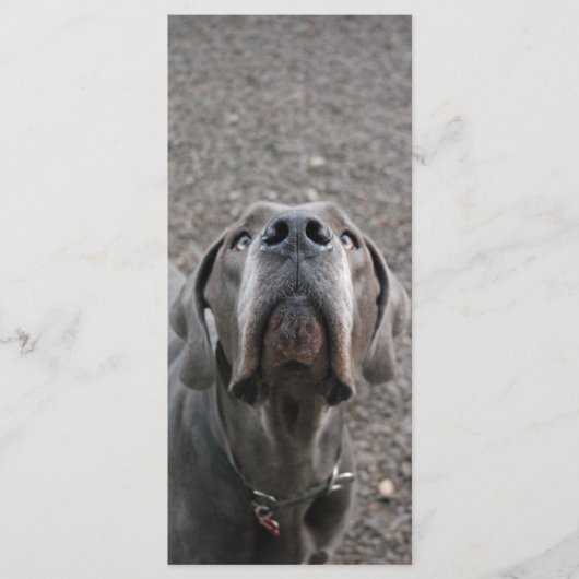 グレートDane鼻メンウカード メニュー (正面)