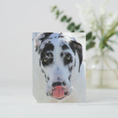 グレートDane - Harlequin – 私の舌Touch私の鼻 ポストカード (スタンド正面)