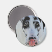 グレートDane - Harlequin – 私の舌Touch私の鼻 マグネット (正面/裏面)