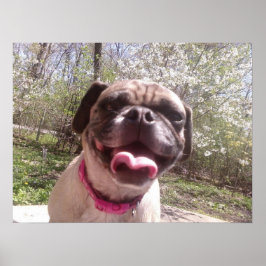 グレードの母ケン・ゲージ写真犬 ポスター