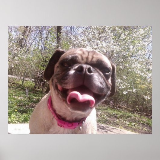 グレードの母ケン・ゲージ写真犬 ポスター (正面)