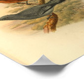 グレーフェイスキューコモシュリークバードヴィンテージプリント ポスター (角)