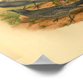 グレーブリュイユクコシュリクバードヴィンテージプリント ポスター (角)