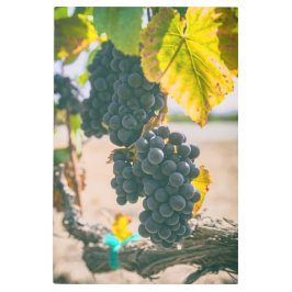 グレープオンつる植物 メタルプリント