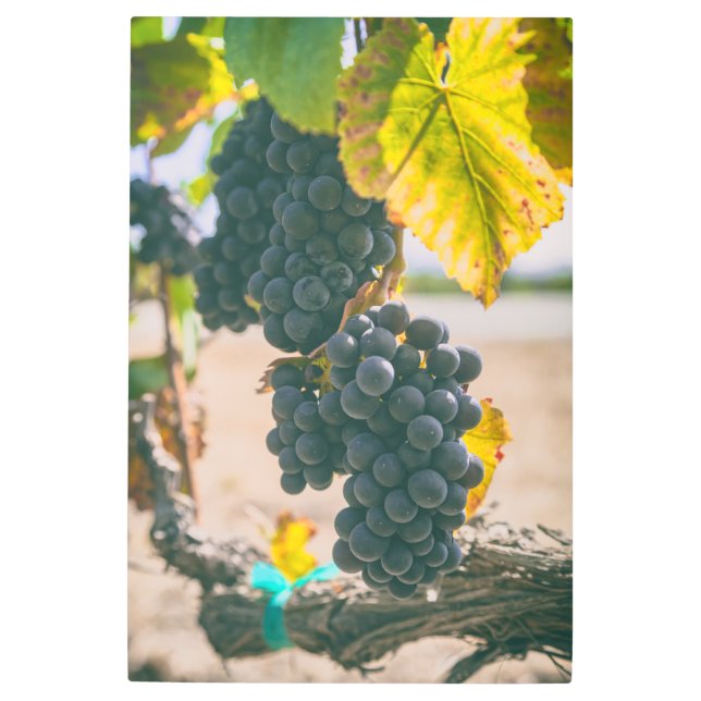 グレープオンつる植物 メタルプリント (正面)