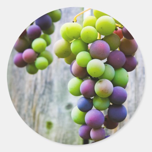 グレープゼリー缶詰ラベル ラウンドシール (正面)