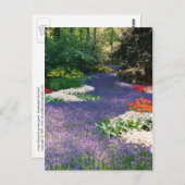 グレープハイアシンス川葉書 ポストカード (正面/裏面)