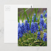 グレープハイアシンス ポストカード (正面/裏面)