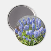 グレープハイアシンス マグネット (正面/裏面)