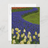 グレープヒヤシンス花と2花の庭園模様 ポストカード (正面/裏面)