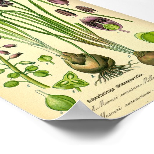 グレープヒヤシンス(ムスカリ無視) ポスター (角)