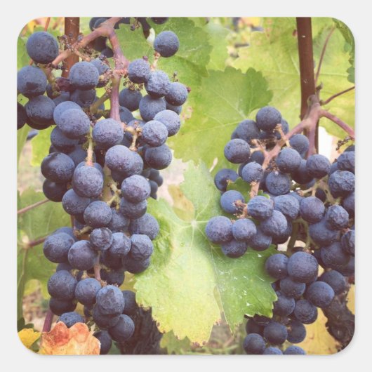 グレープビーネステッカー スクエアシール (正面)