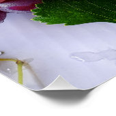 グレープビーフルーツ写真 ポスター (コーナー)