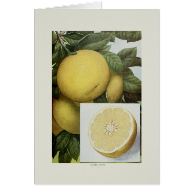 グレープフルーツ (正面)
