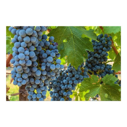 グレープベン フォトプリント            (正面)