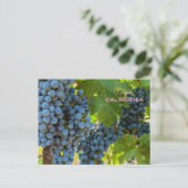 グレープベン ポストカード (スタンド正面)