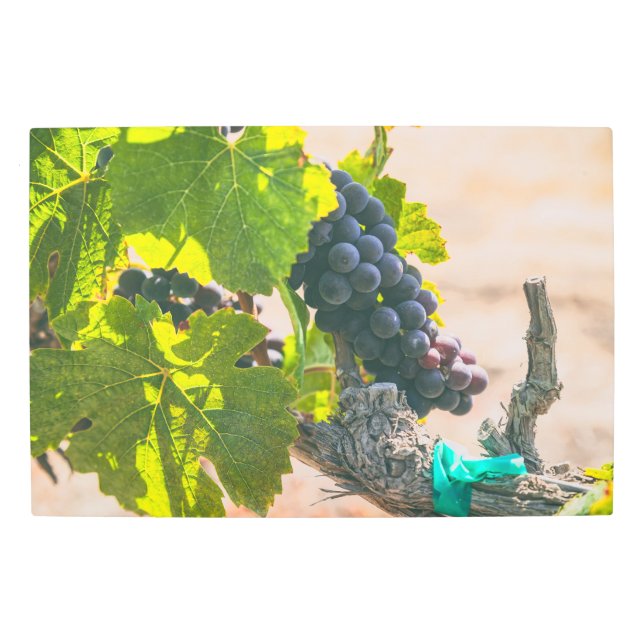 グレープベン メタルプリント (正面)