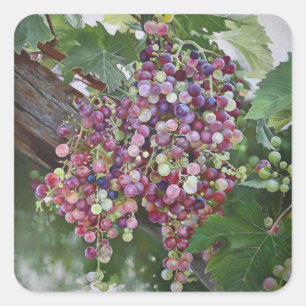 グレープヴィン・グローリー – Hyperrealistic Vineyard Art for スクエアシール