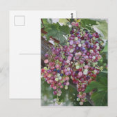 グレープヴィン・グローリー – Hyperrealistic Vineyard Art for ポストカード (正面/裏面)