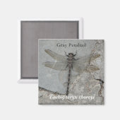 グレーペタテール自然撮影マグネット マグネット (正面/裏面)