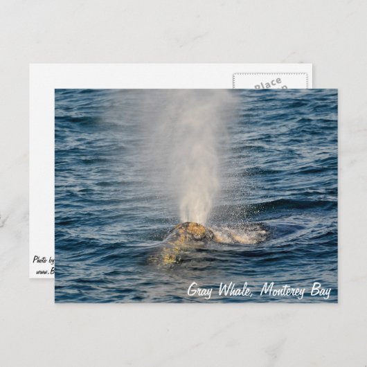 グレーホエールポストカード ポストカード (正面/裏面)