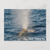 グレーホエールポストカード ポストカード (正面)