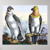 グレーホワイトコンドルイエローブラックイーグル ポスター (正面)