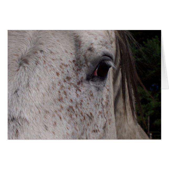 グレーホースカード (正面横)