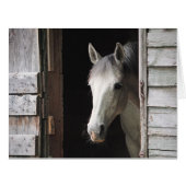 グレーマーレホース (正面横)