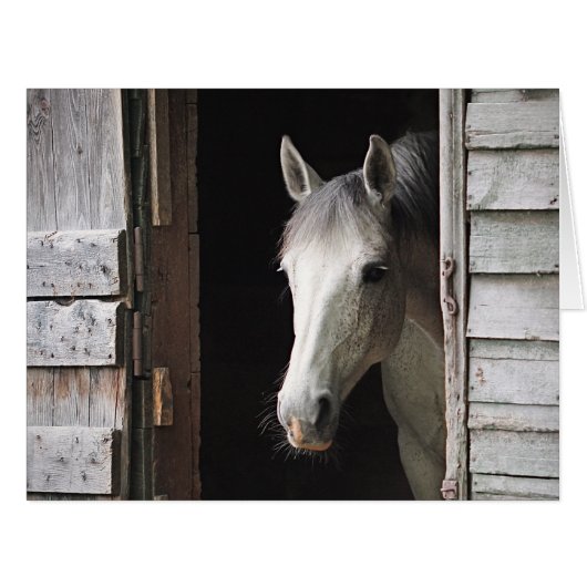 グレーマーレホース (正面横)