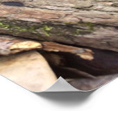 グレーモレル ポスター (角)