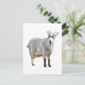グレーヤギ農場動物自然写真 ポストカード (スタンド正面)