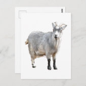 グレーヤギ農場動物自然写真 ポストカード (正面/裏面)